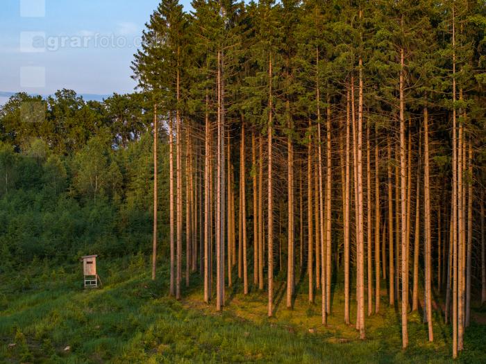 Fichten im Abendlicht 5