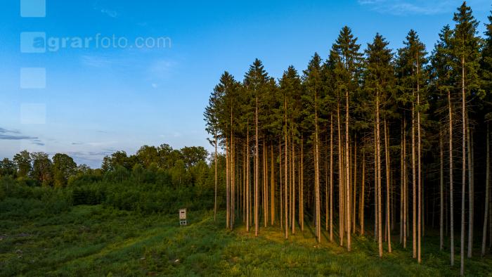 Fichten im Abendlicht 4