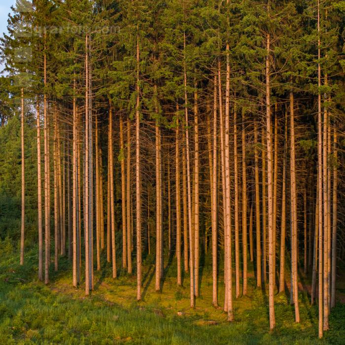 Fichten im Abendlicht 2