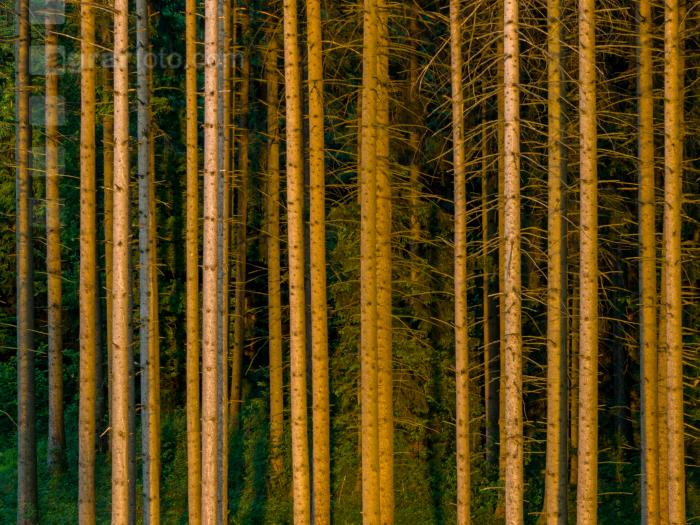 Fichten im Abendlicht 1