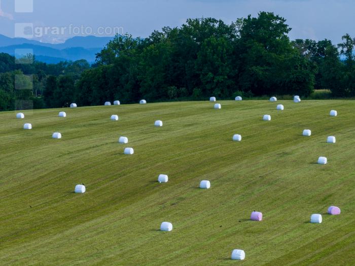 Grassilage Ballen 38